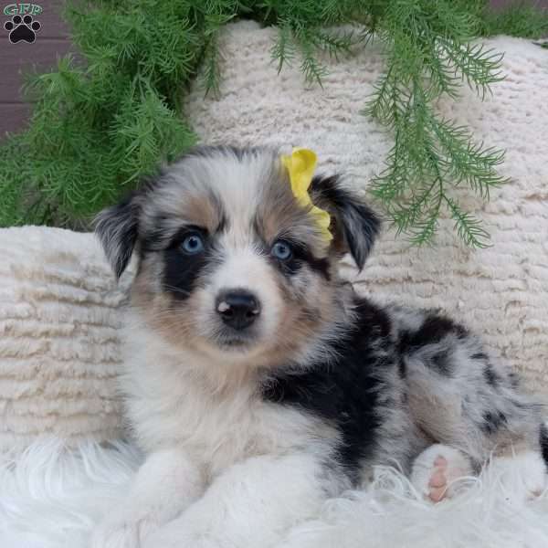 Sky, Australian Shepherd Puppy