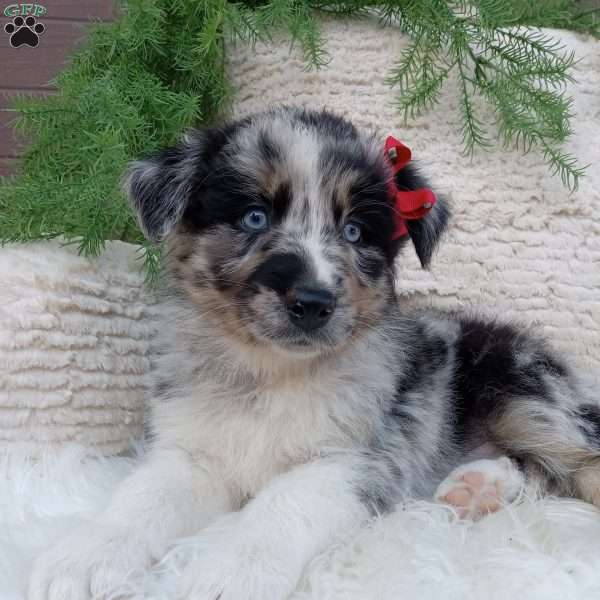 Hunter, Australian Shepherd Puppy