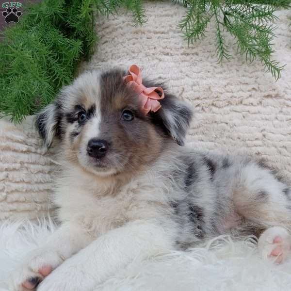 Remy, Australian Shepherd Puppy