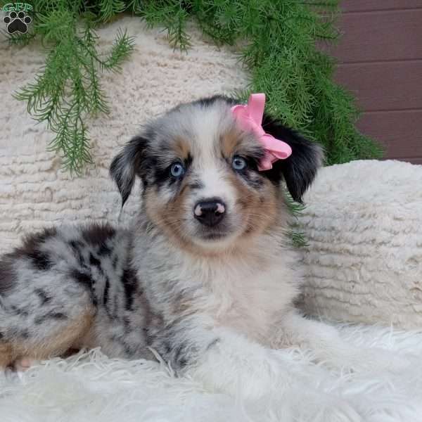 Willow, Australian Shepherd Puppy