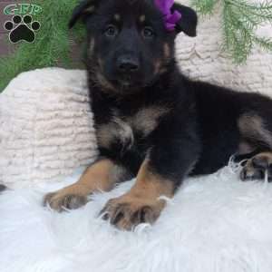 Mia, German Shepherd Puppy