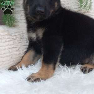 Mia, German Shepherd Puppy