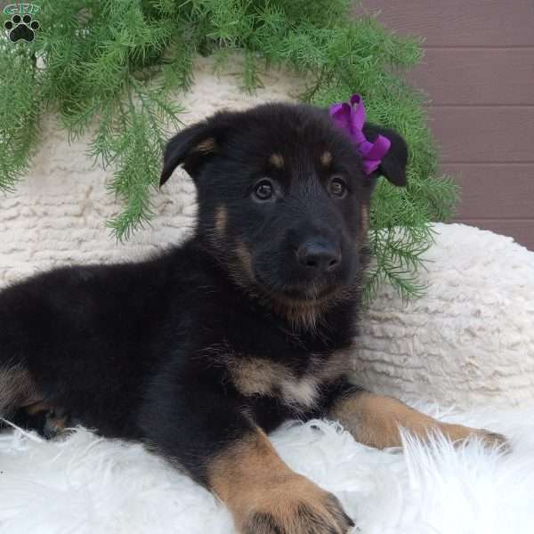 Mia, German Shepherd Puppy