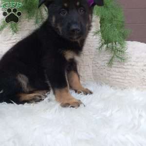 Mia, German Shepherd Puppy