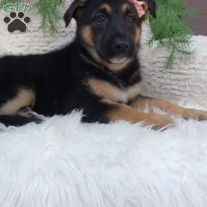 Stella, German Shepherd Puppy