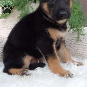 Stella, German Shepherd Puppy