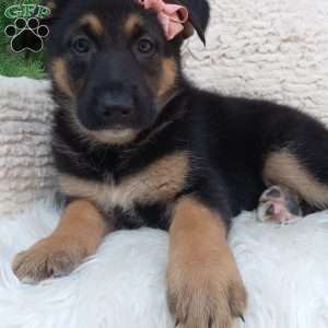 Stella, German Shepherd Puppy