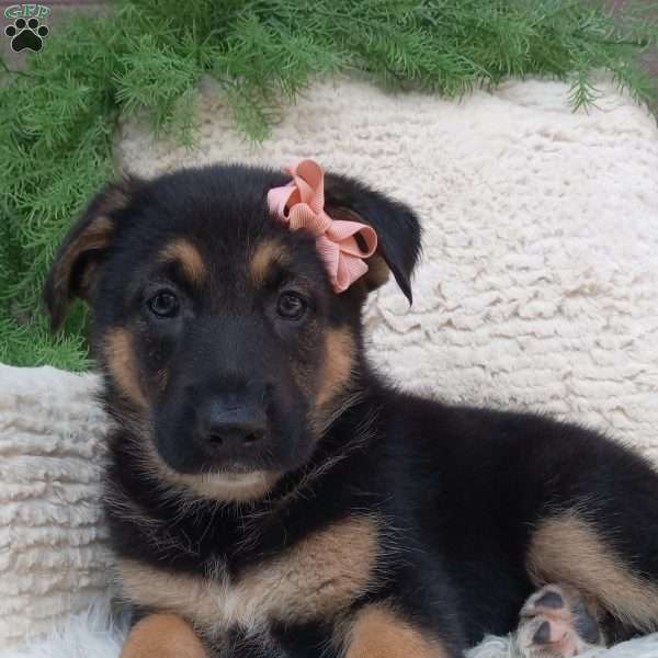 Stella, German Shepherd Puppy