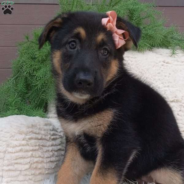 Stella, German Shepherd Puppy