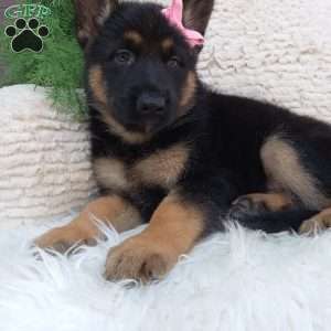 Callie, German Shepherd Puppy