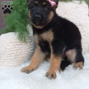 Callie, German Shepherd Puppy