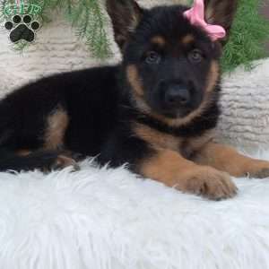 Callie, German Shepherd Puppy