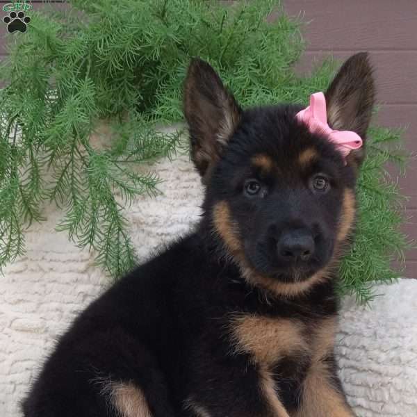 Callie, German Shepherd Puppy