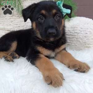 Sarge, German Shepherd Puppy