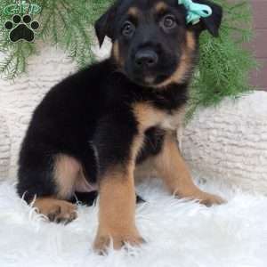 Sarge, German Shepherd Puppy