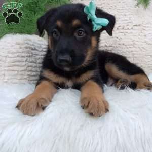 Sarge, German Shepherd Puppy