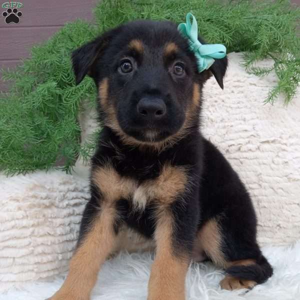 Sarge, German Shepherd Puppy