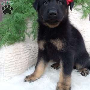 Chase, German Shepherd Puppy