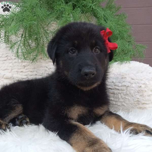 Chase, German Shepherd Puppy