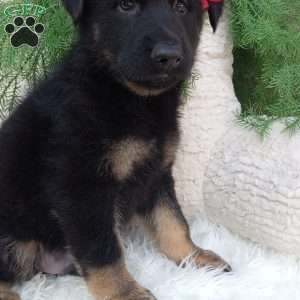 Chase, German Shepherd Puppy