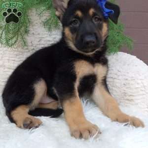 Roscoe, German Shepherd Puppy