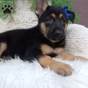 Roscoe, German Shepherd Puppy
