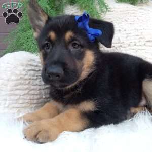 Roscoe, German Shepherd Puppy
