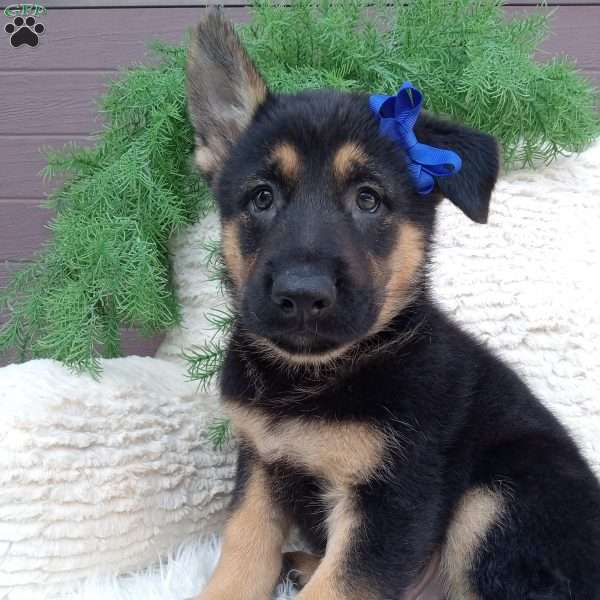 Roscoe, German Shepherd Puppy