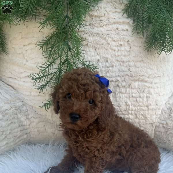 Winston, Miniature Poodle Puppy