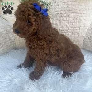Winston, Miniature Poodle Puppy