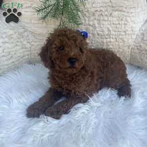 Winston, Miniature Poodle Puppy