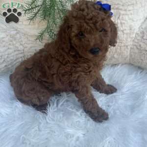 Winston, Miniature Poodle Puppy