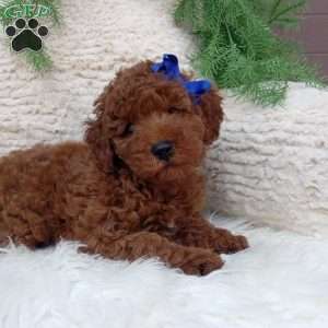 Jasper, Miniature Poodle Puppy