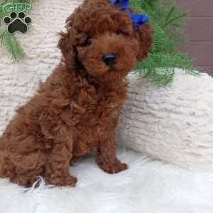 Jasper, Miniature Poodle Puppy