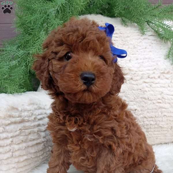Jasper, Miniature Poodle Puppy