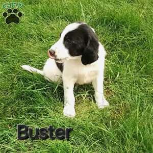 Buster, English Springer Spaniel Mix Puppy