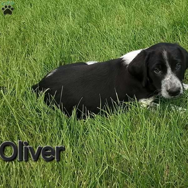 Oliver, English Springer Spaniel Mix Puppy