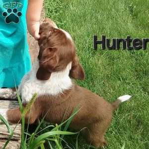 Hunter, English Springer Spaniel Mix Puppy
