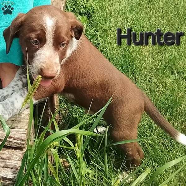 Hunter, English Springer Spaniel Mix Puppy