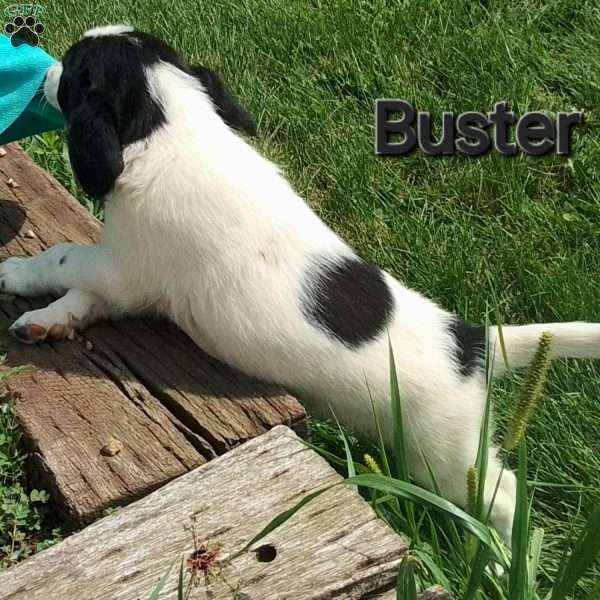 Buster, English Springer Spaniel Mix Puppy