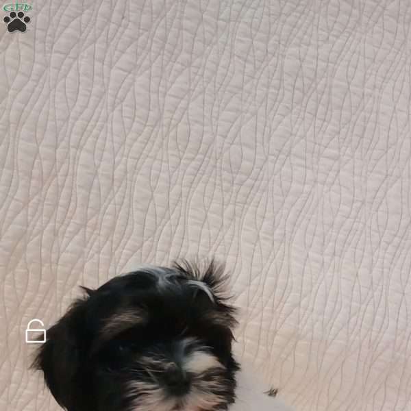 Bubbles, Havanese Puppy