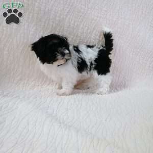 Bubbles, Havanese Puppy