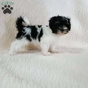 Bubbles, Havanese Puppy