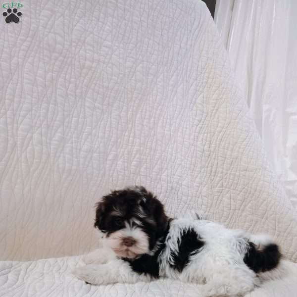 Brownie, Havanese Puppy