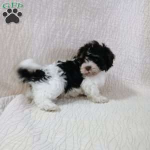 Brownie, Havanese Puppy