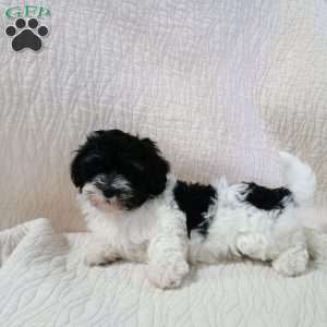 Daisy, Havanese Puppy