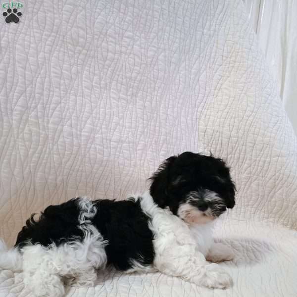 Daisy, Havanese Puppy