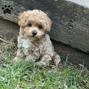 Sage, Maltipoo Puppy