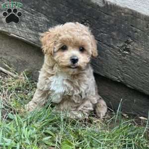 Sage, Maltipoo Puppy