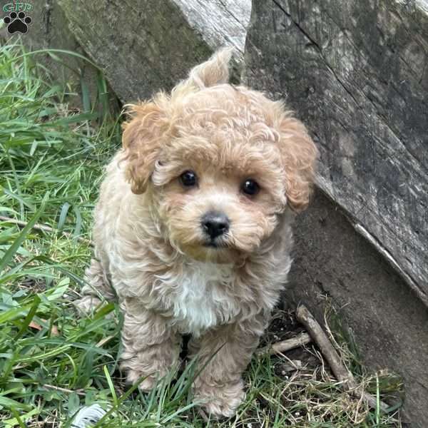 Sage, Maltipoo Puppy